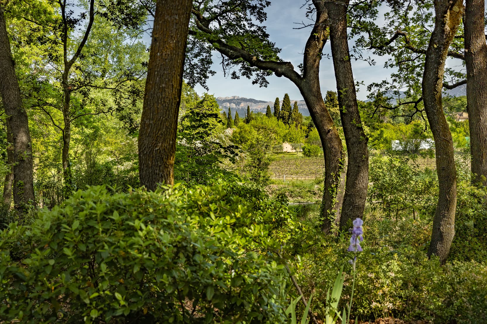 Caromb character property - 007 .jpg