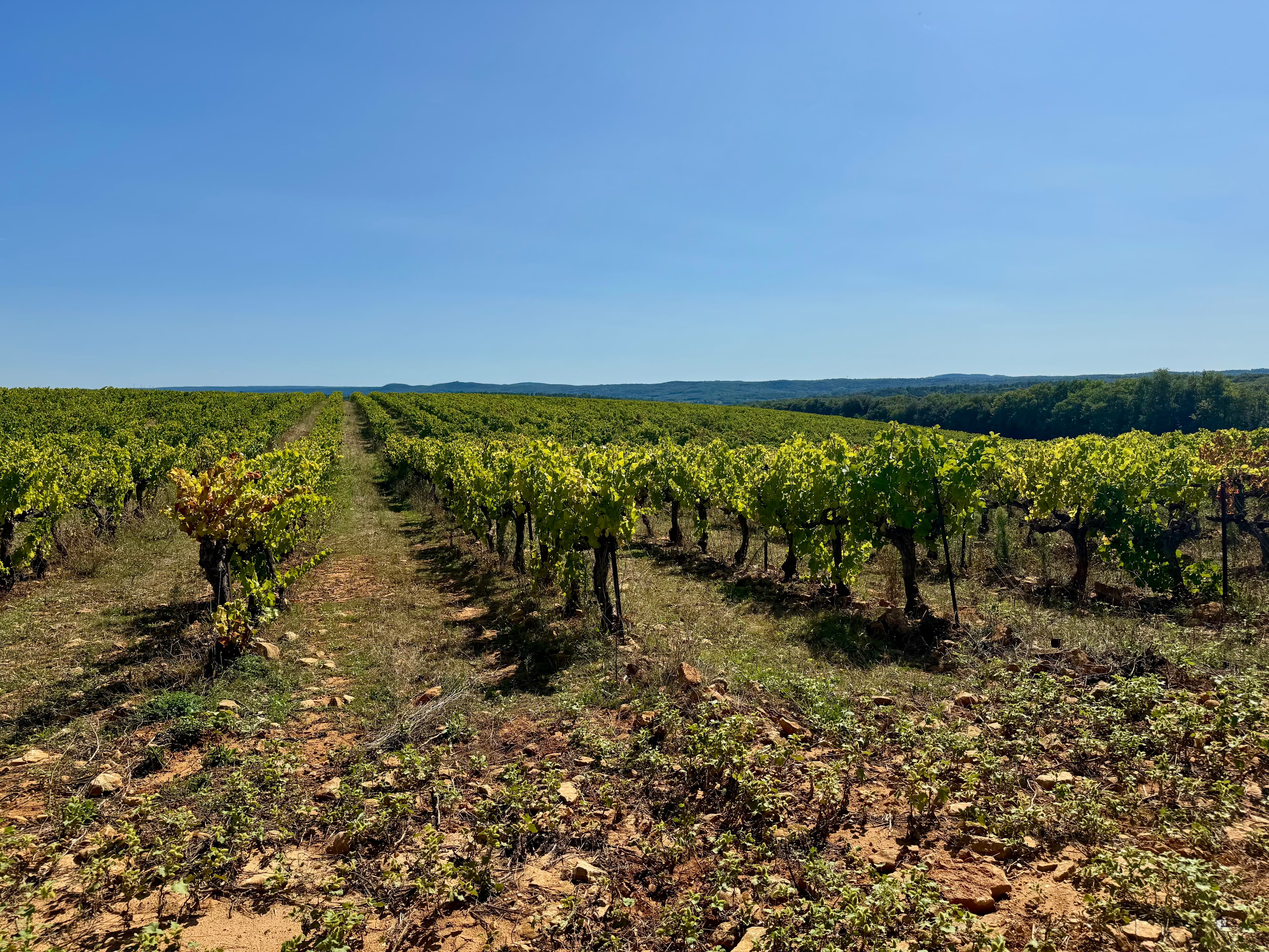 Vineyard between Uzès et Avignon - IMG_4894.jpg