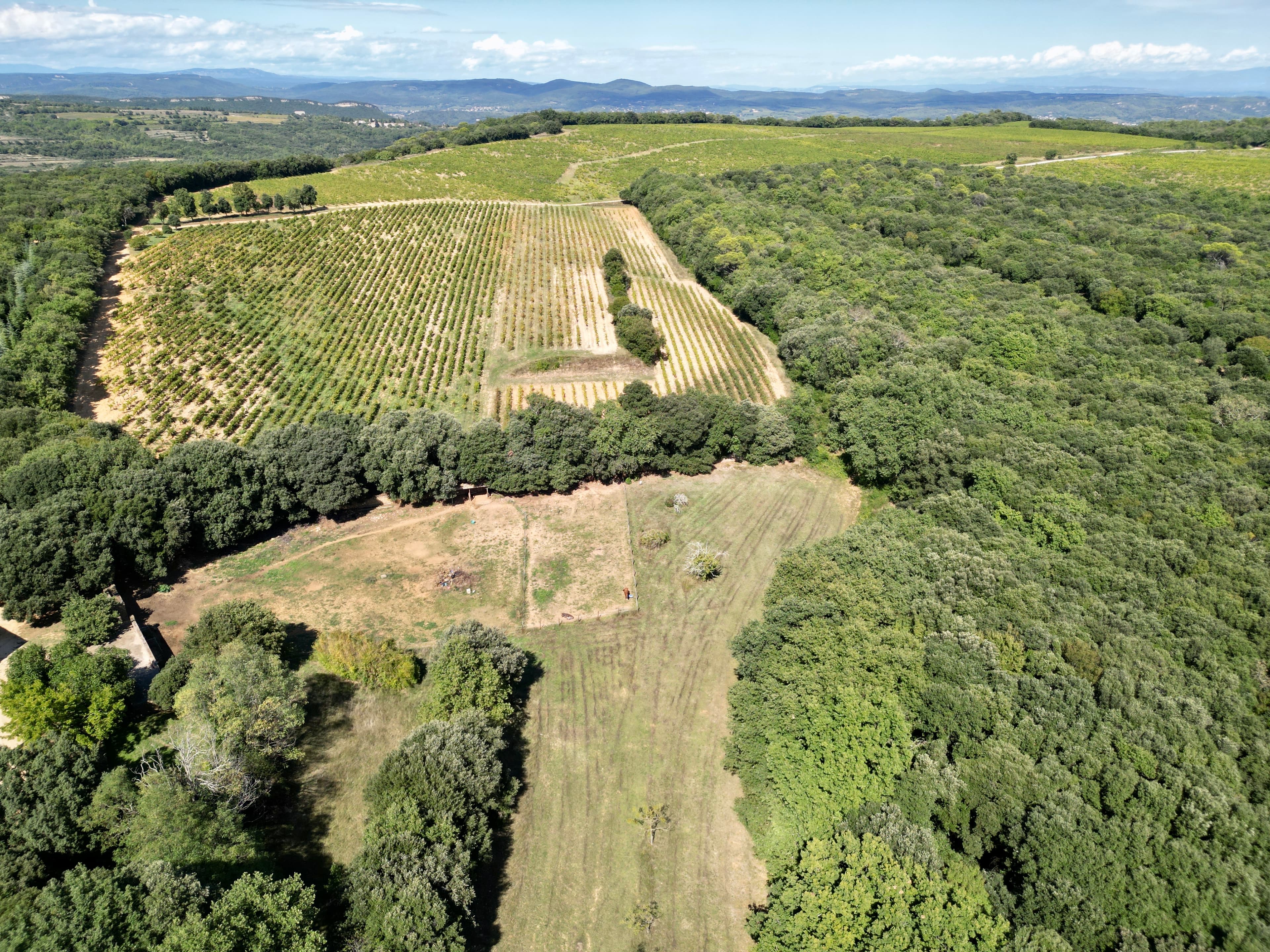 Vineyard between Uzès et Avignon - dji_fly_20250915_151722_685_1758016996922_photo.jpg