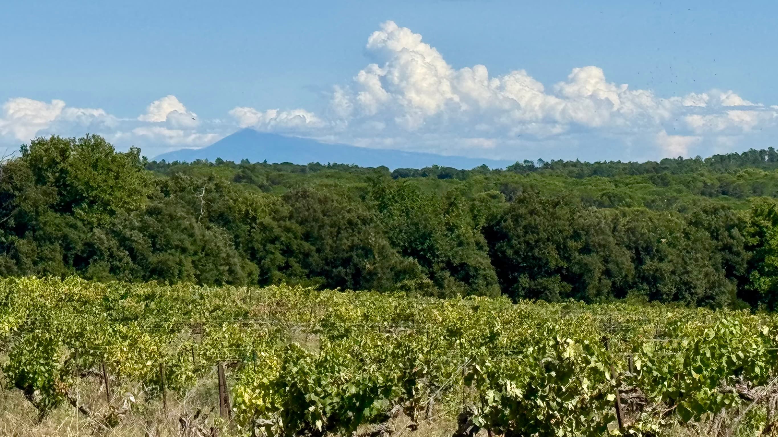 Vineyard between Uzès et Avignon - IMG_4919.jpg